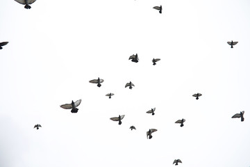 A flock of pigeons flies across the sky. Birds fly against the s