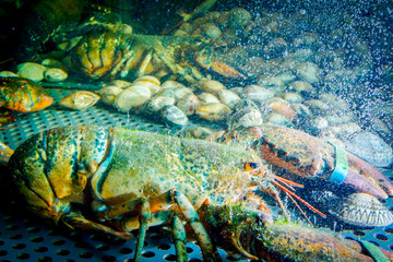 Colorful crawfish for sale, sea crustaceans inside aquarium in a restaurant