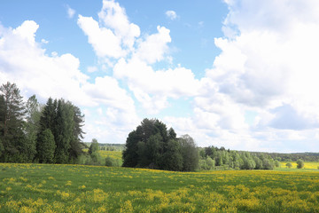 Landscape is summer. Green trees and grass in a countryside land