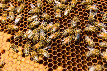 Bees on the honeycomb. Apicultural concept. Closeup