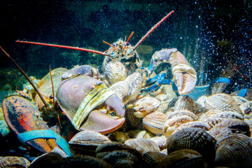 Colorful crawfish for sale, sea crustaceans with clams inside aquarium in a restaurant