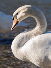 Fototapeta premium Weisser Höckerschwan am Fluss, Isar, München