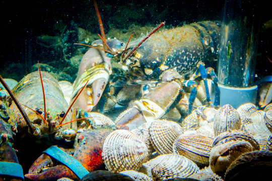 Colorful crawfish for sale, sea crustaceans with clams inside aquarium in a restaurant
