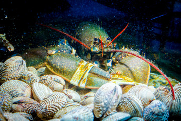 Colorful crawfish for sale, sea crustaceans with clams inside aquarium in a restaurant