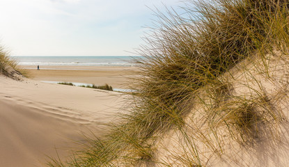look from dunes to the beach at the north sea in the netherlands. dune and beach sand with dune grass and the water in the background.