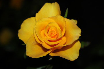 yellow rose on black background