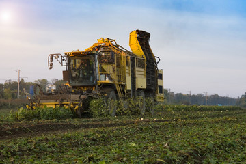 harvesting of sugar beets