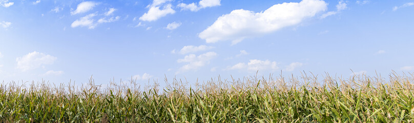 corn filed panorama