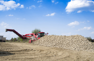 Fototapeta premium vehicle harvesting sugar beets