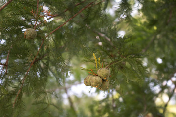 fall pine setting close up