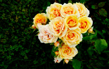 Orange roses bouquet with green leaf background.
Roses Flowers in the garden.