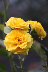 yellow rose