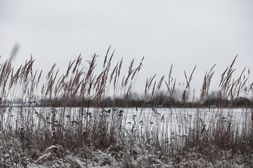 Winter forest. Landscape of winter forest on a sunny day. Snow-c