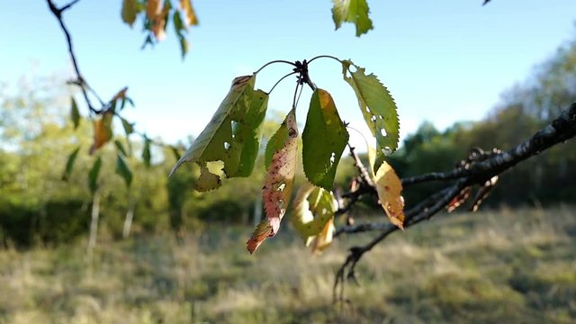 les feuilles changent de couleur c'est la d&eacute;but de l'automne