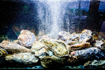 Shells, oysters for sale, sea clams inside aquarium in a restaurant