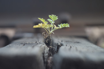A green little sprout stretching towards the sky. The adaptability of wildlife to technological progress in the city. Origin of plant life in the crack of railway sleepers. Macro photography