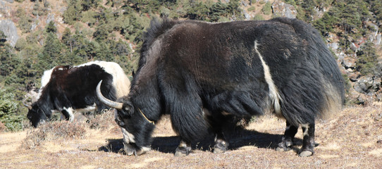 Domestic yak (Bos grunniens) grazing in early autumn. Domestic animal yak in the lake in the...