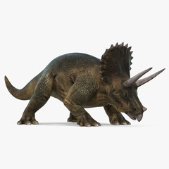 Triceratops dinosaur on bright background. 3D illustration