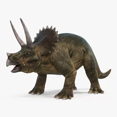 Keuken spatwand met foto Triceratops dinosaur on bright background. 3D illustration © 2dmolier