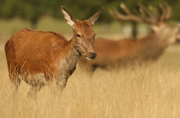 A pretty Red Deer Hind (Cervus elaphus) with a roaring stag in the background.