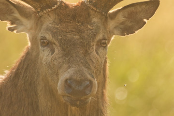 A back lighted head shot of a stunning Red Deer Stag (Cervus elaphus) .
