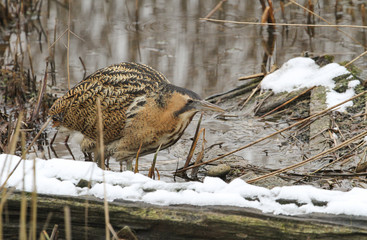 A stunning rare Bittern (Botaurus stellaris) hunting for food in a reed bed on a lake on a snowy cold winters day.