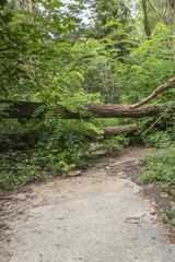 Damage with fallen trees blocking a path after a storm in Berlin, Germany