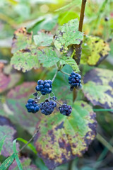 Blackberries in the forest