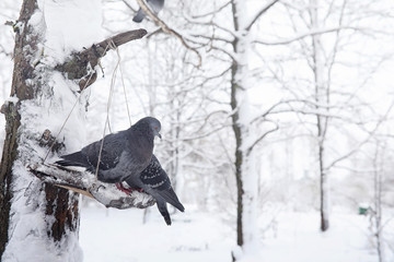 Snow-covered winter park and benches. Park and pier for feeding 