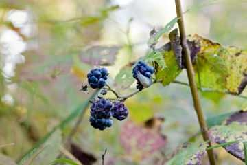 Blackberries in the forest