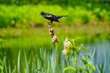 Hyde Park, NY, USA: A male red-winged blackbird (Agelaius phoeniceus) perched on stalk near a pond.