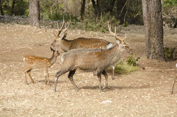 Family of deers in the nature in a park neer Montpellier