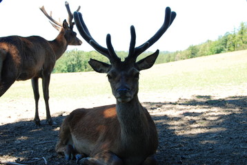 Portrait of reindeer with antlers