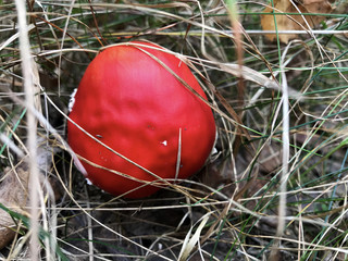 Mushroom poisonous fly agaric in the forest.