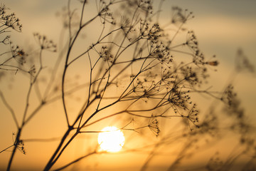 Obraz premium Grass at sunset against the sun