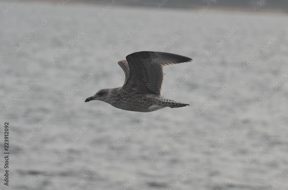 Wall mural Goéland argenté (Larus argentatus)