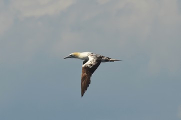 Fou de Bassan (Morus bassanus)