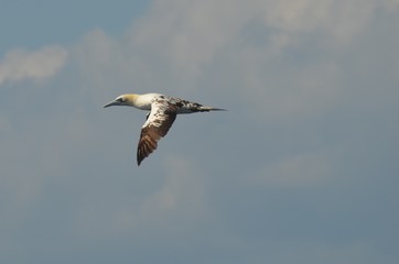 Fou de Bassan (Morus bassanus)