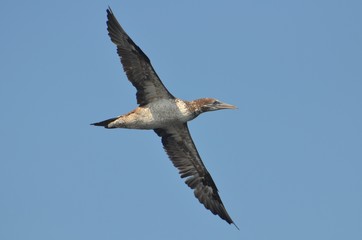 Fou de Bassan (Morus bassanus)