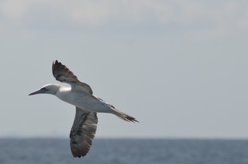 Fou de Bassan (Morus bassanus)