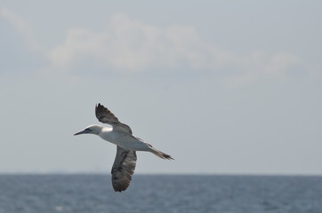 Fou de Bassan (Morus bassanus)