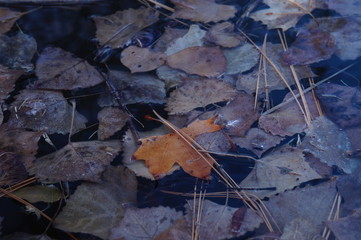 Leaves on Water