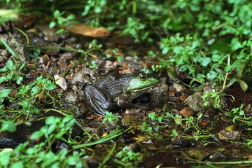 Green frog in creek