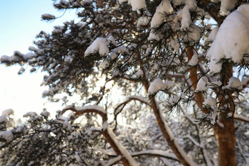 pine forest after a heavy snow storm on sunny winter day