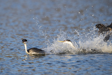 Western grebe (Aechmophorus occidentalis) Lake County, California, USA
