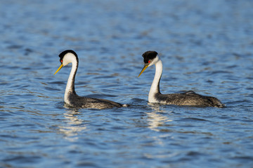 Western grebe (Aechmophorus occidentalis) Lake County, California, USA