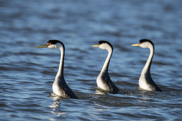 Western grebe (Aechmophorus occidentalis) Lake County, California, USA