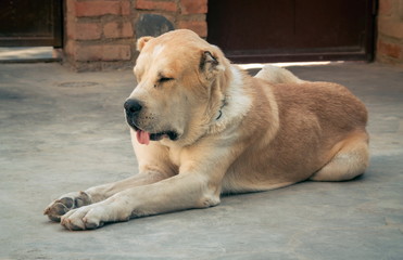 Naklejka na ściany i meble Central Asian Shepherd Dog. Alabai portrait