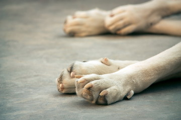 Central Asian Shepherd Dog. Alabai paws