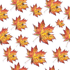 Seamless pattern of maple leaves. Autumn illustration on white background.